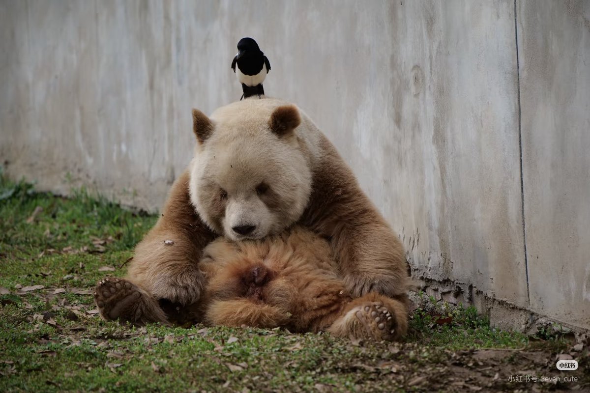 好熊一只猫 tweet media