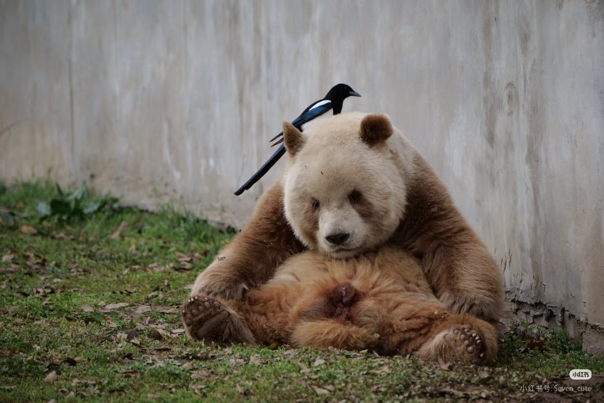 好熊一只猫 tweet media