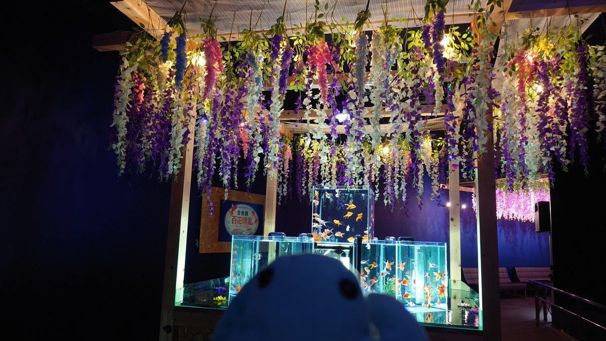 sae＠水族館垢🐬 tweet media