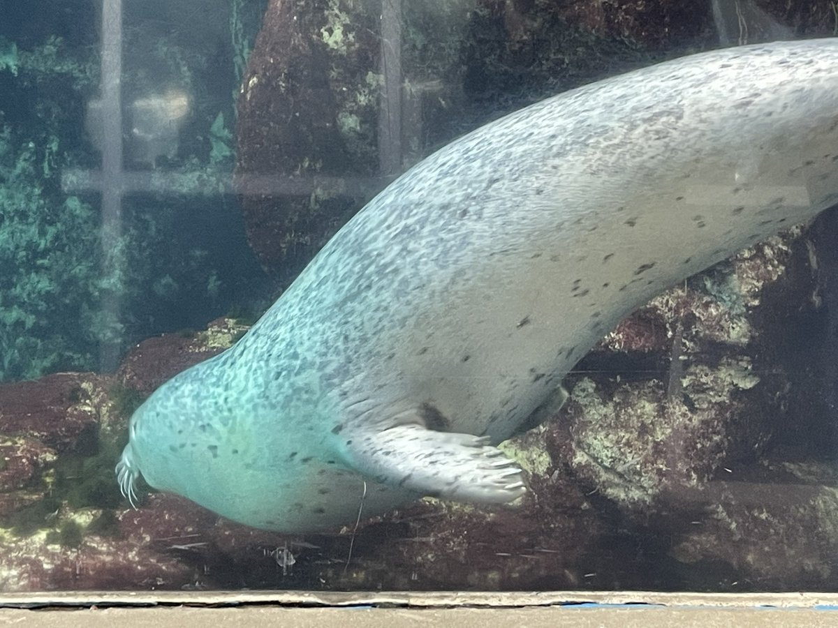 Apple ꪆ𓏲 tweet media