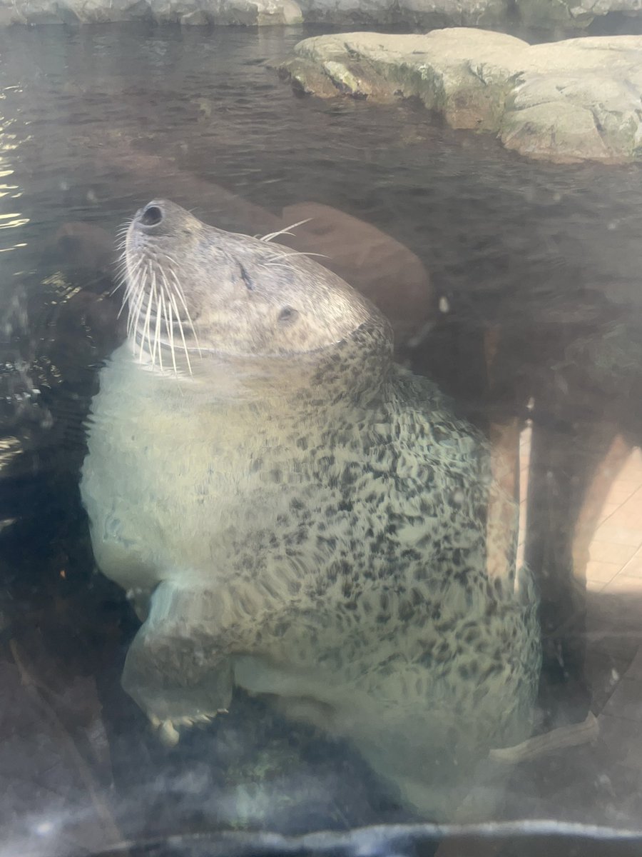 Apple ꪆ𓏲 tweet media