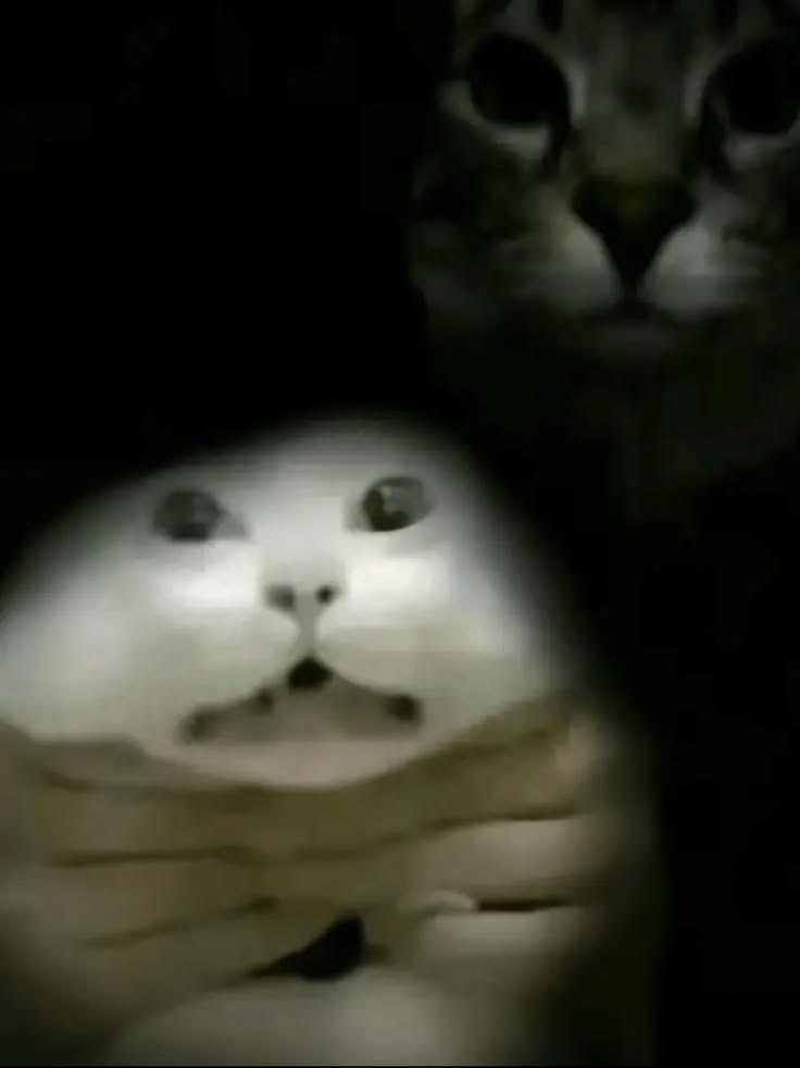 Miwut𓆟 tweet media