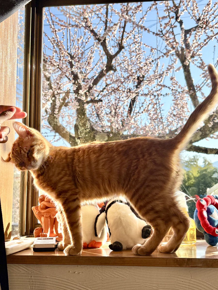 庭の梅の木と猫かわいいね