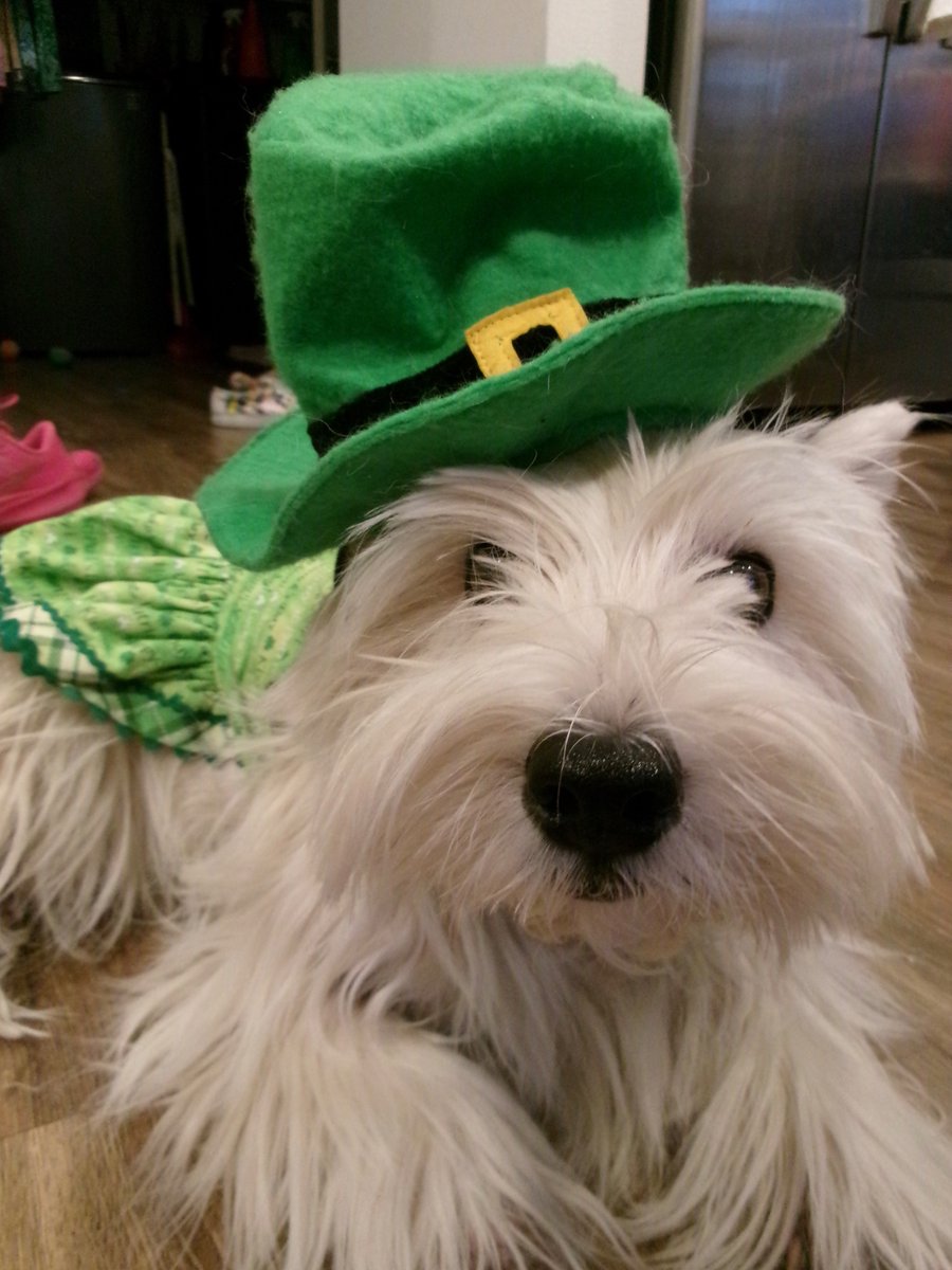 kinleywestie's tweet image. Happy #stpatricksday! kinleywestie.blogspot.com/2026/03/happy-… #stpaddysday