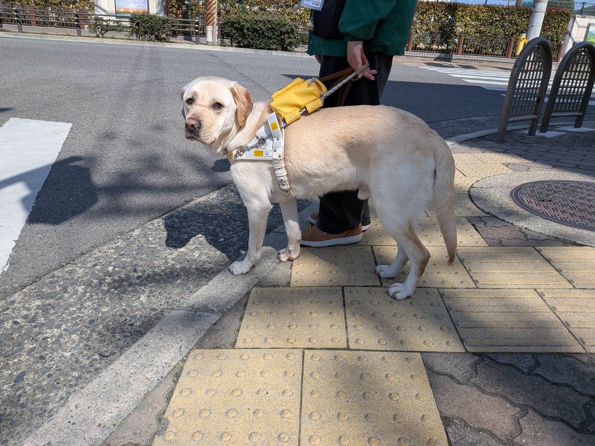 日本ライトハウス　盲導犬訓練所 tweet media