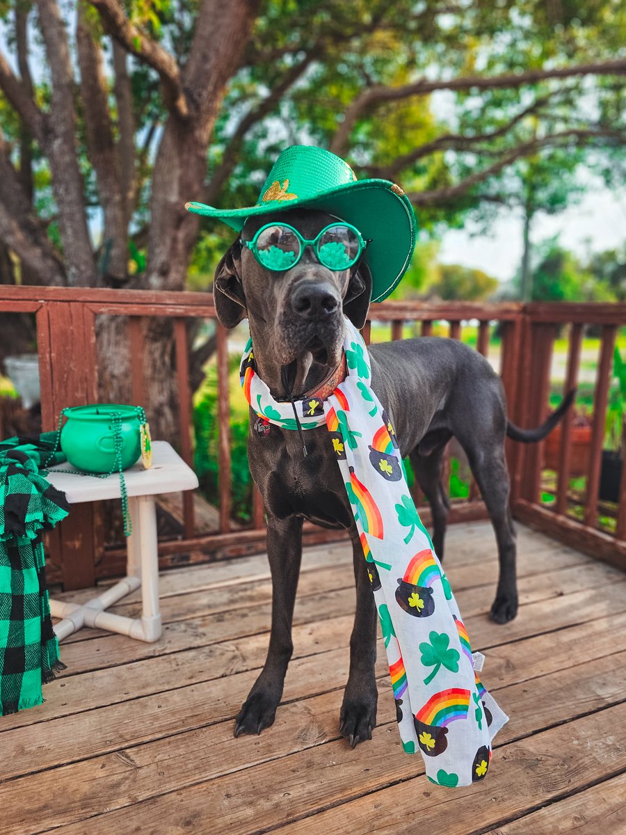 Dane Shenanigans - Great Danes tweet media