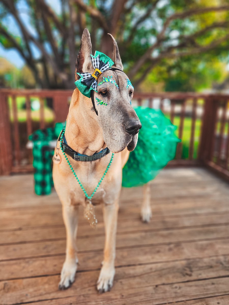 Dane Shenanigans - Great Danes tweet media