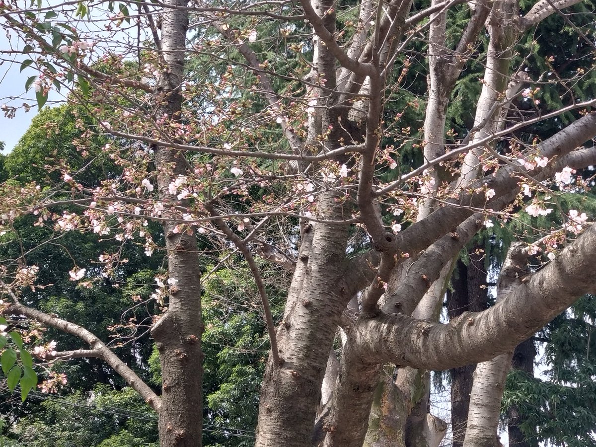 林田慎吾 tweet media