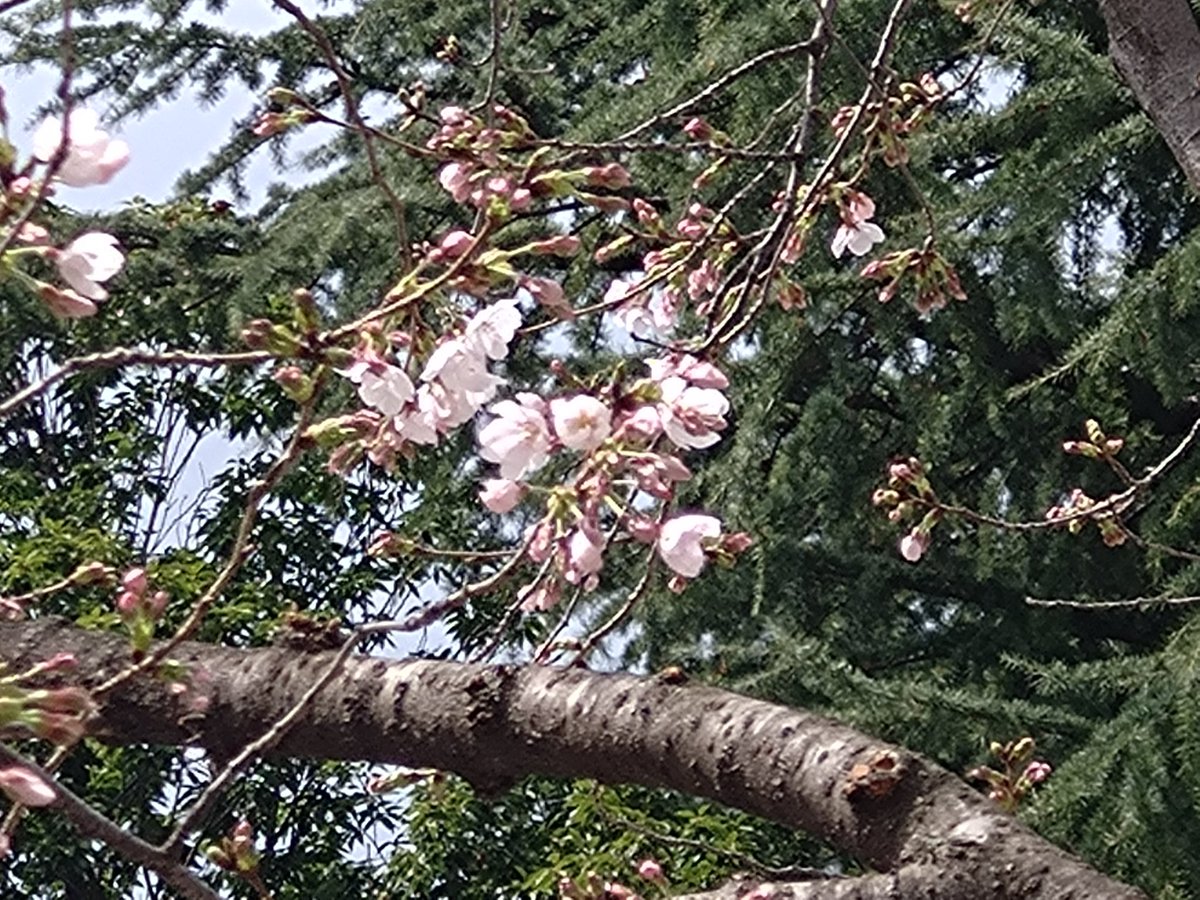 林田慎吾 tweet media