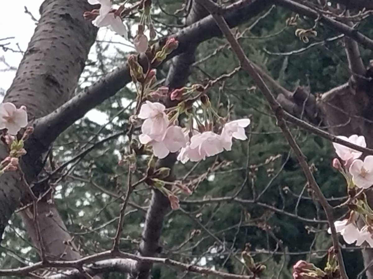 林田慎吾 tweet media