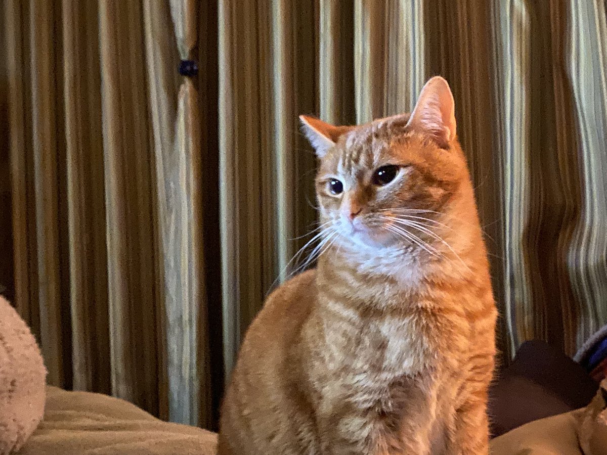 Matt Ramsey tweet media