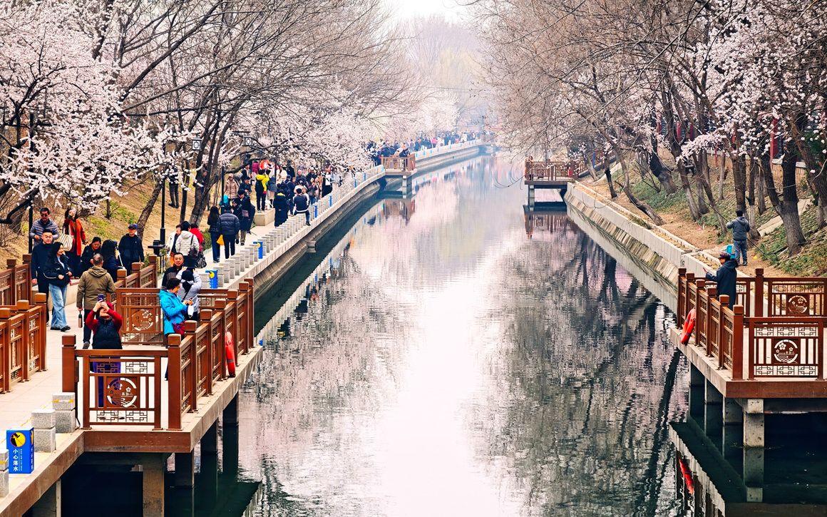 Beijing’s spring brings blossoms everywhere—no need to flock to parks ...