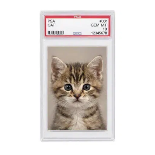 HerrPunk tweet media