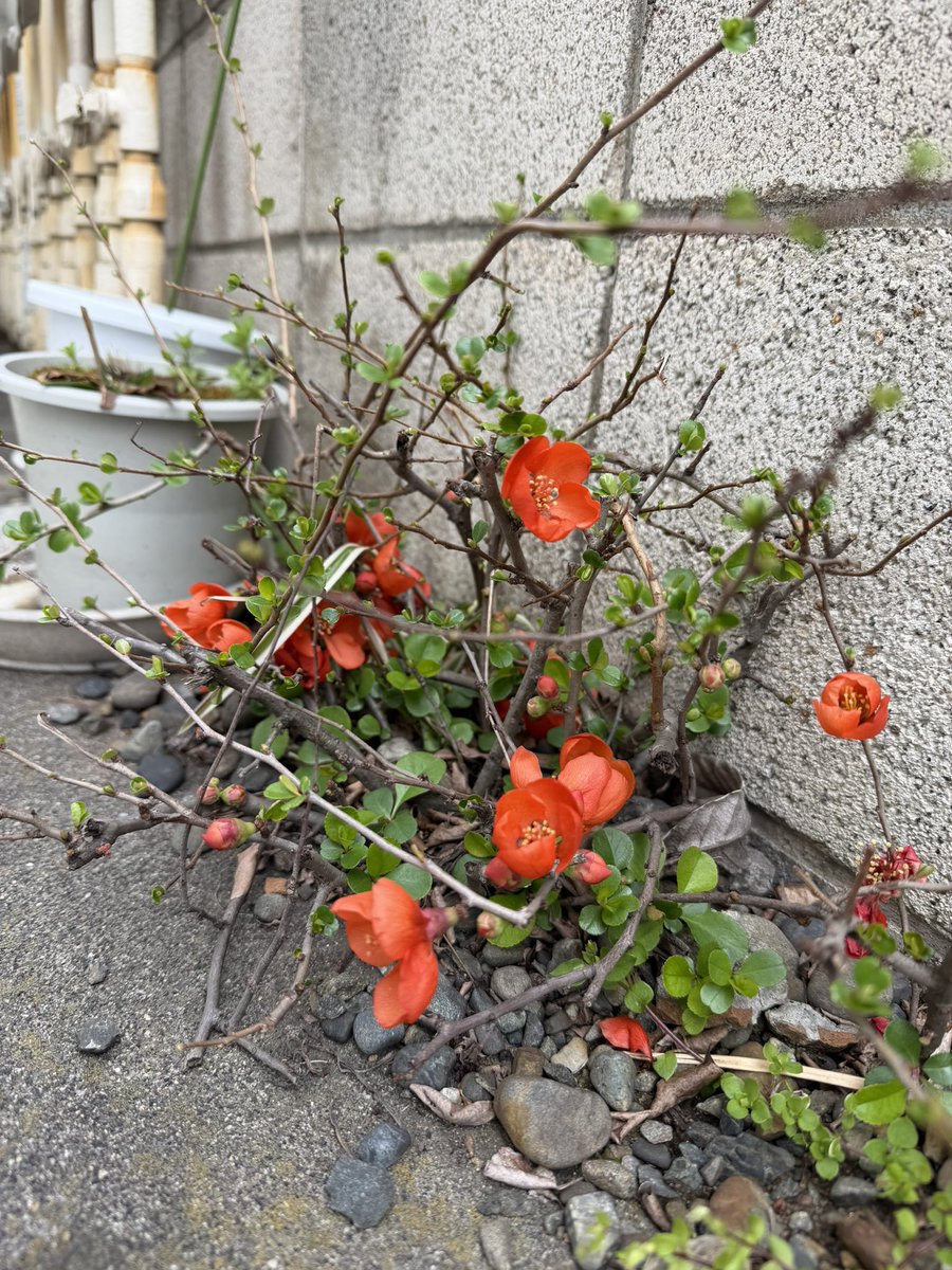 朱色の梅初めてみた。かわいい