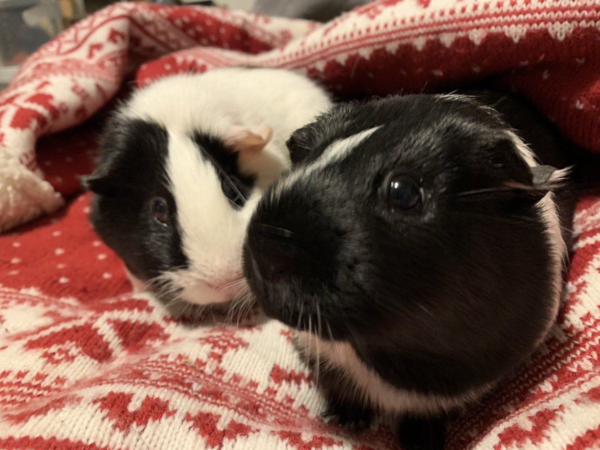 Meggie Knucklebones tweet media