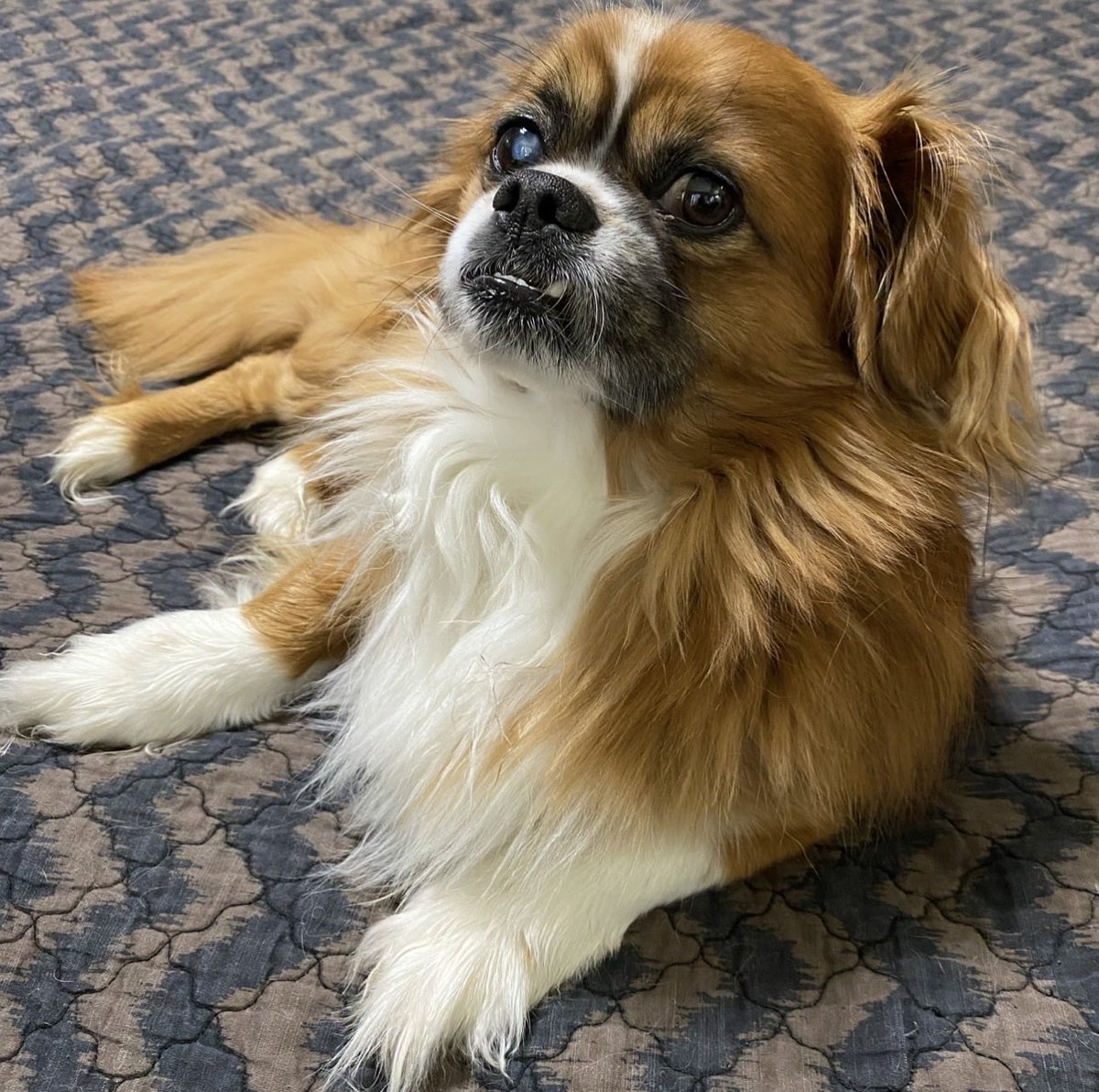 Chris Cernoch tweet media