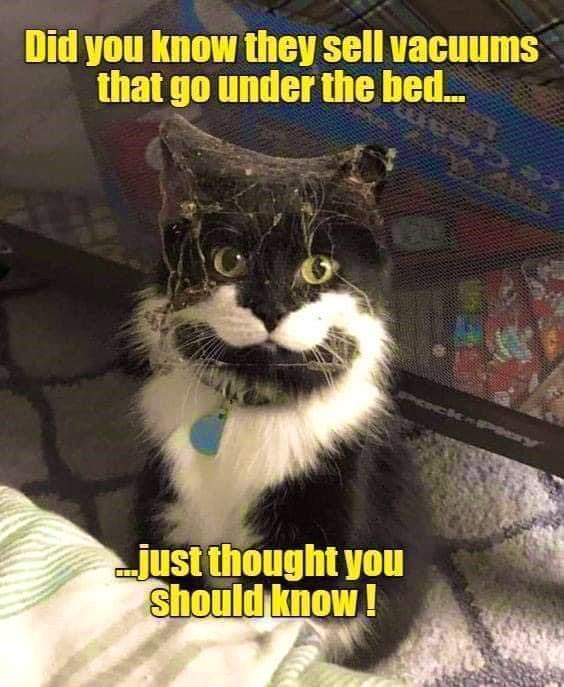 "Mad Cat" Cattis tweet media