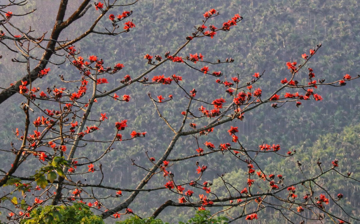 Explore Hainan tweet media