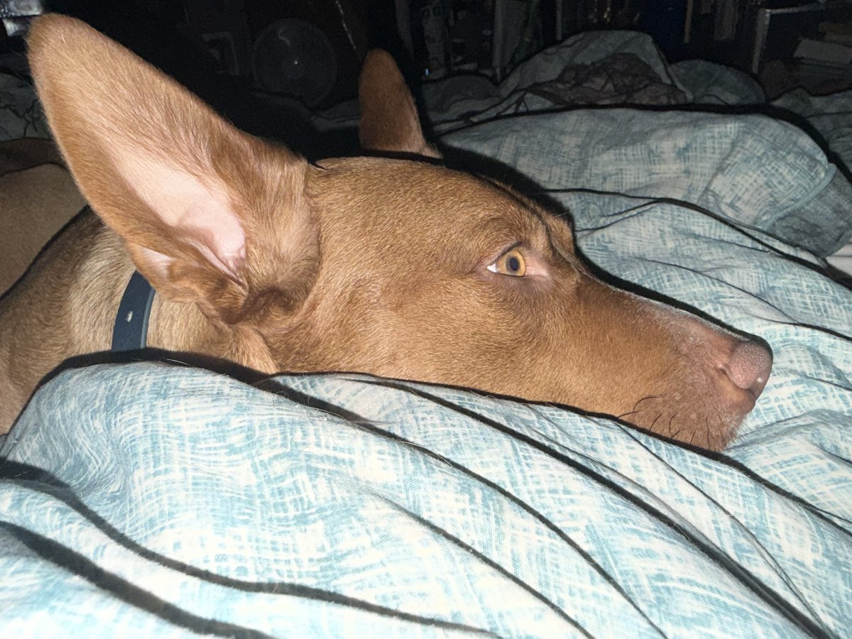 Erik Sietsema: Gentleman? Scholar? Daredevil! tweet media