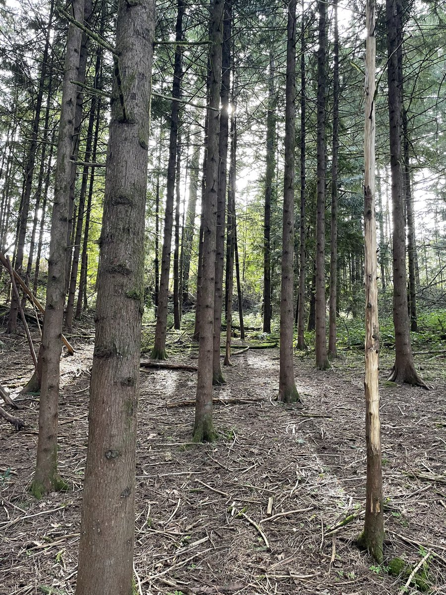 Magdalena🌲 tweet media