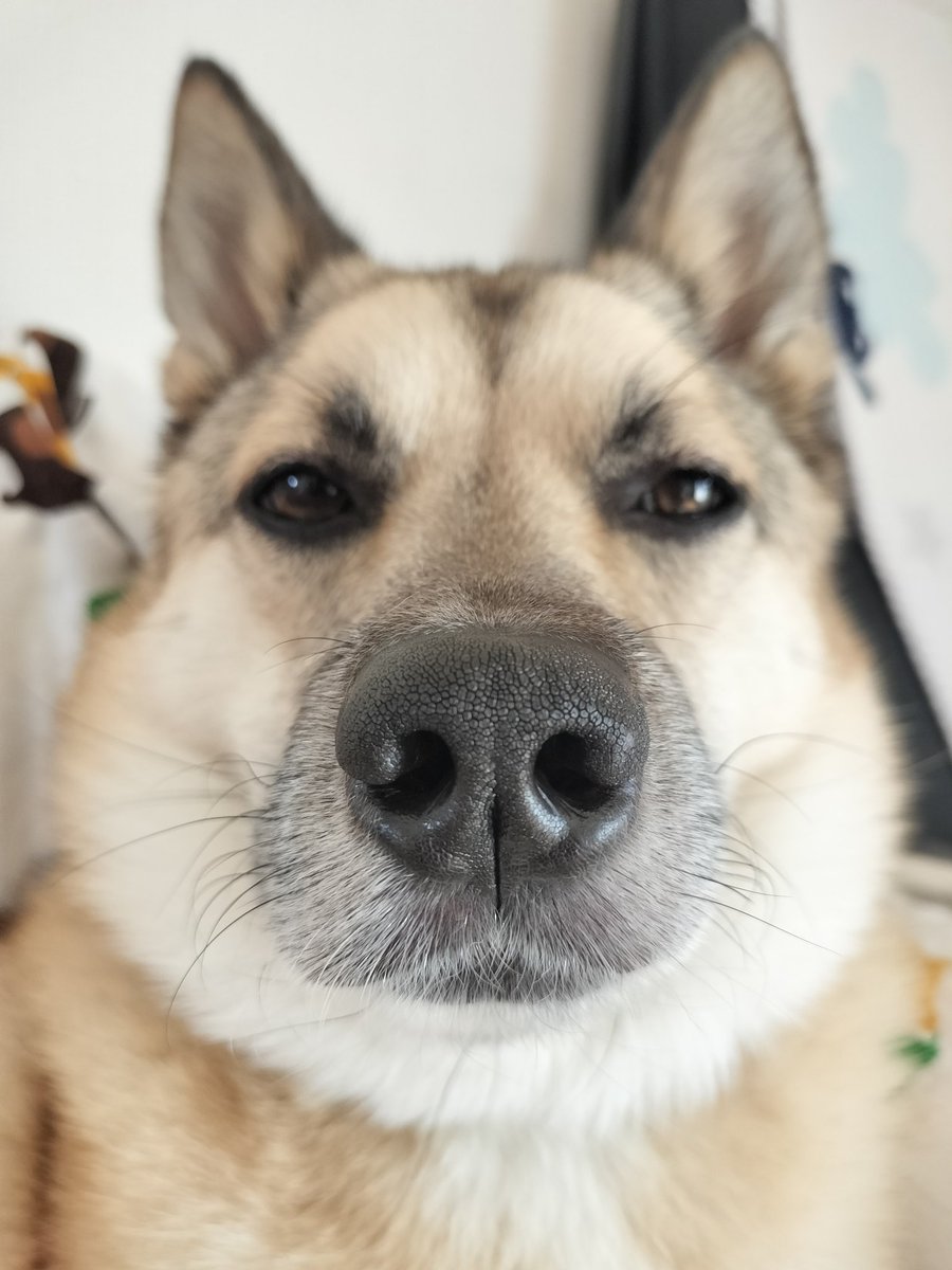 うきうきポルチーニおばさん tweet media