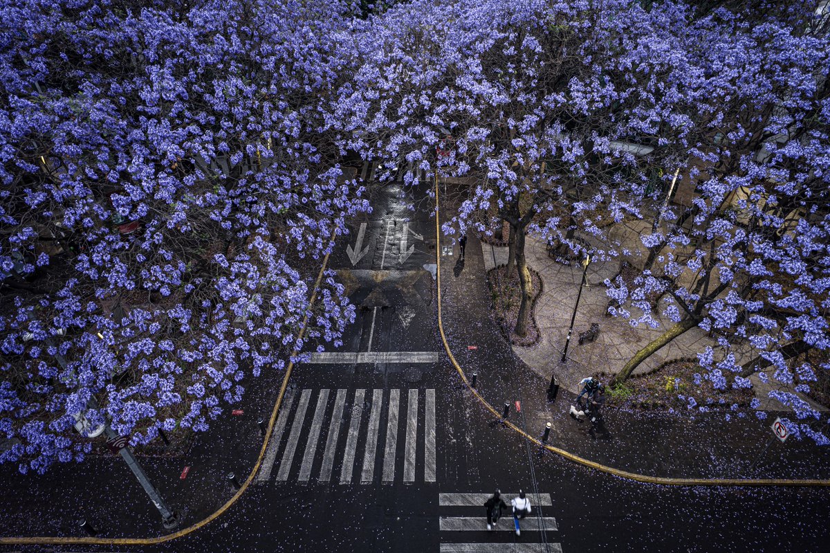 Santiago Arau tweet media