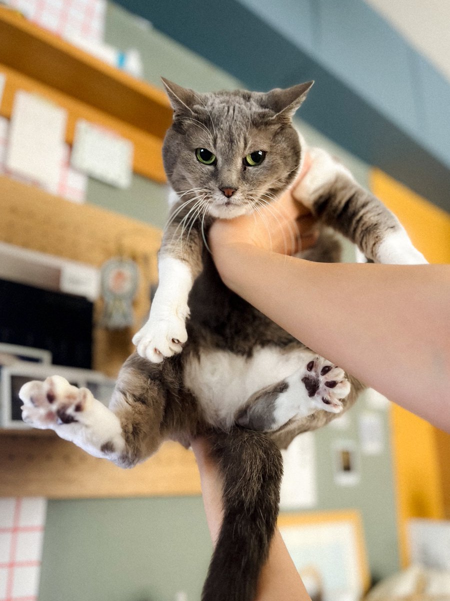 MEG THE CAT tweet media