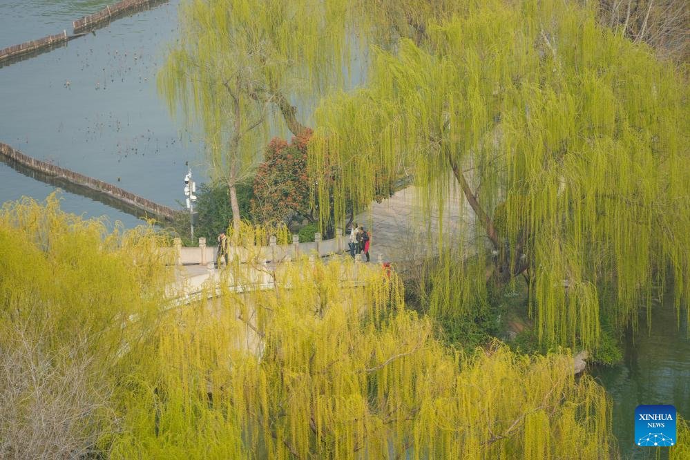 VoiceofPD's tweet image. Willow trees around the Daming Lake in Jinan, east #China's #Shandong Province have turned green as temperature rises, attracting tourists for sightseeing.
#springiscoming