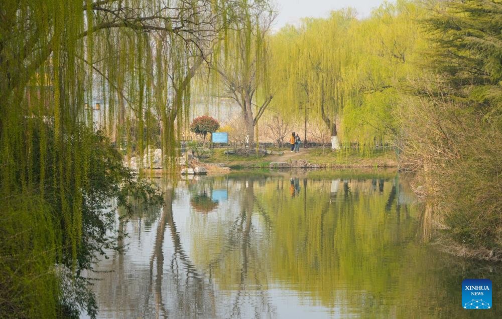 VoiceofPD's tweet image. Willow trees around the Daming Lake in Jinan, east #China's #Shandong Province have turned green as temperature rises, attracting tourists for sightseeing.
#springiscoming