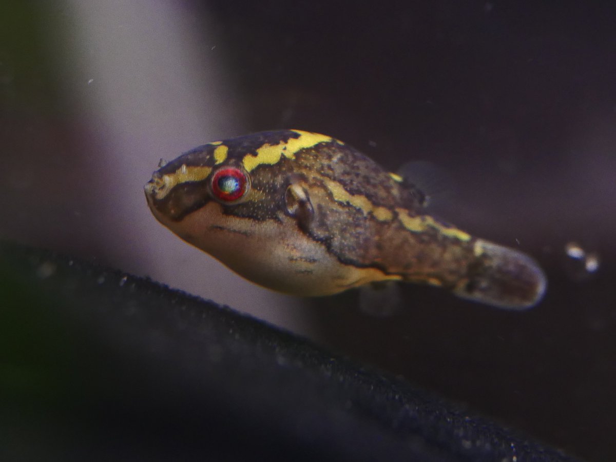ボルネオ島サラワク州
カリノテトラオドン属2種にみられる広範な水質適応メカニズムの考察

1. 「呼吸する大河」と海嘯がつくるアルカリの基盤

ボルネオアカメフグとサリバトールが暮らすのは、河口から50〜70kmという、一見すると完全な淡水域に見える場所です。
