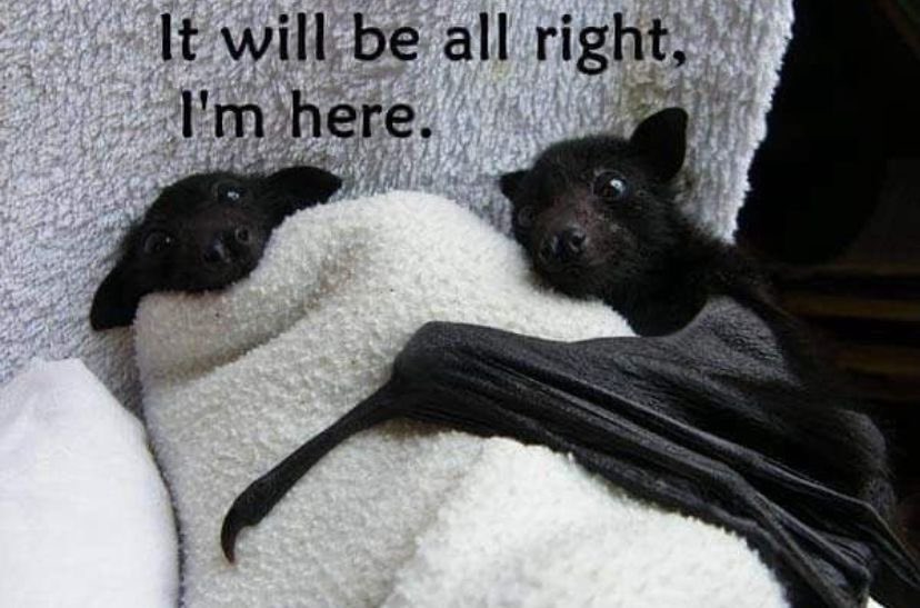 7️⃣ ♡ tweet media