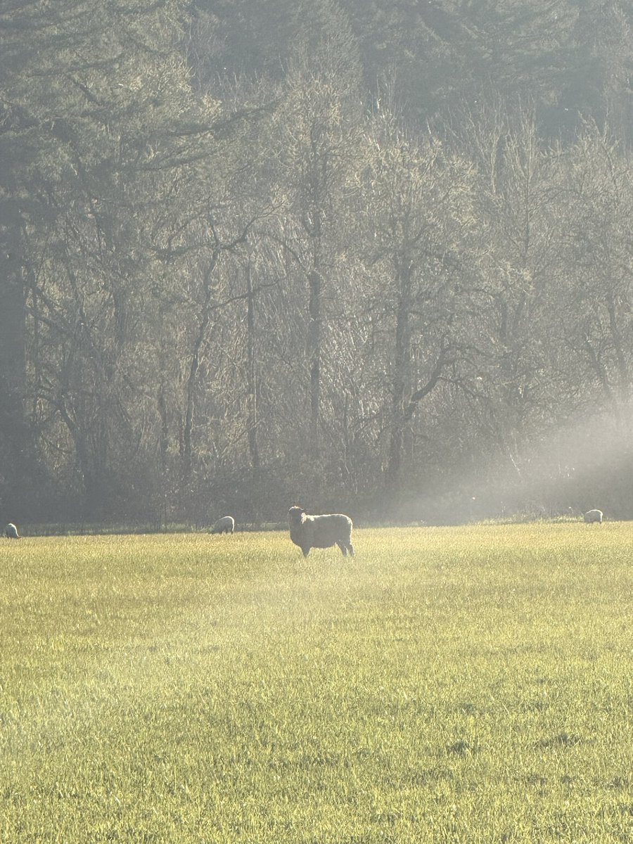 Mars 🌿 tweet media