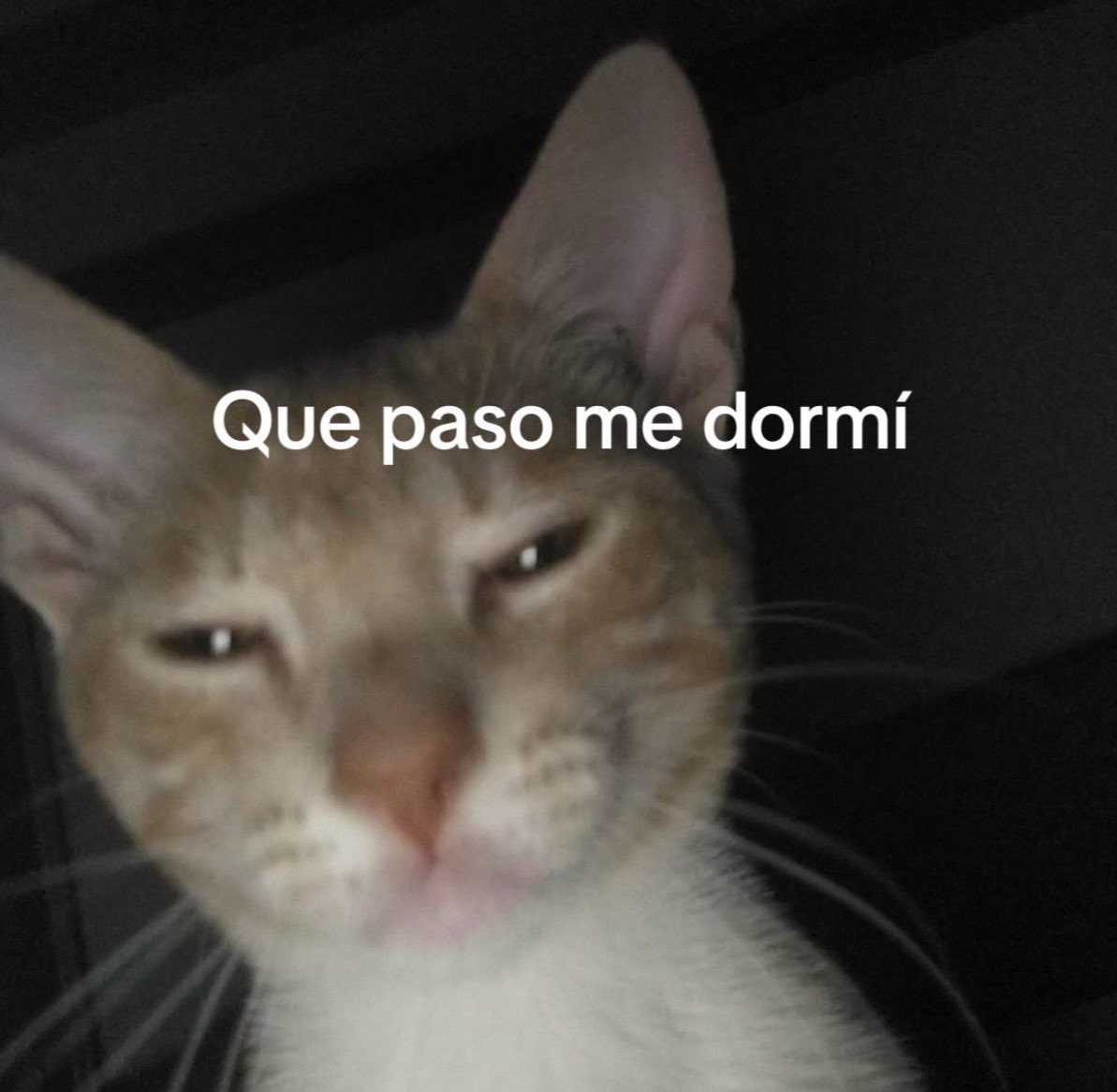 gatos fazendo gatices tweet media