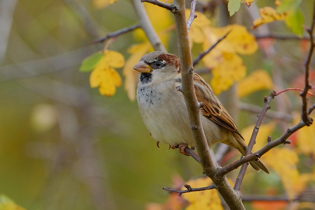 Tonya Howell tweet media