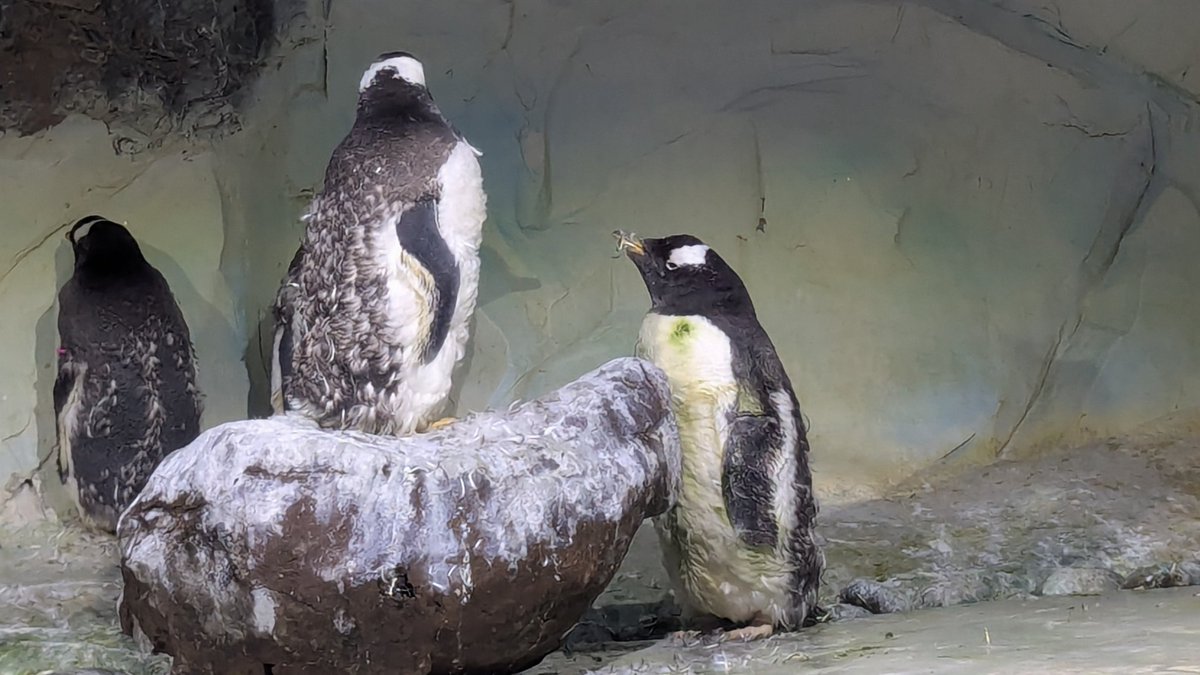 SamStyle (SamPengy) tweet media