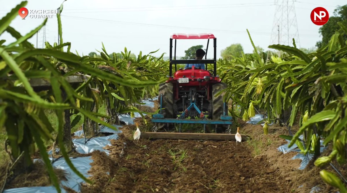 भारत में ड्रैगन फ्रूट की खेती तेजी से बढ़ रही है, लेकिन अभी भी देश में इसकी मांग पूरी करने के लिए आयात करना पड़ता है। सरकार Mission for Integrated Development of Horticulture (MIDH) के तहत इसकी खेती को बढ़ावा दे रही है।  
फिलहाल भारत में ड्रैगन फ्रूट की खेती करीब 3,000 हेक्टेयर