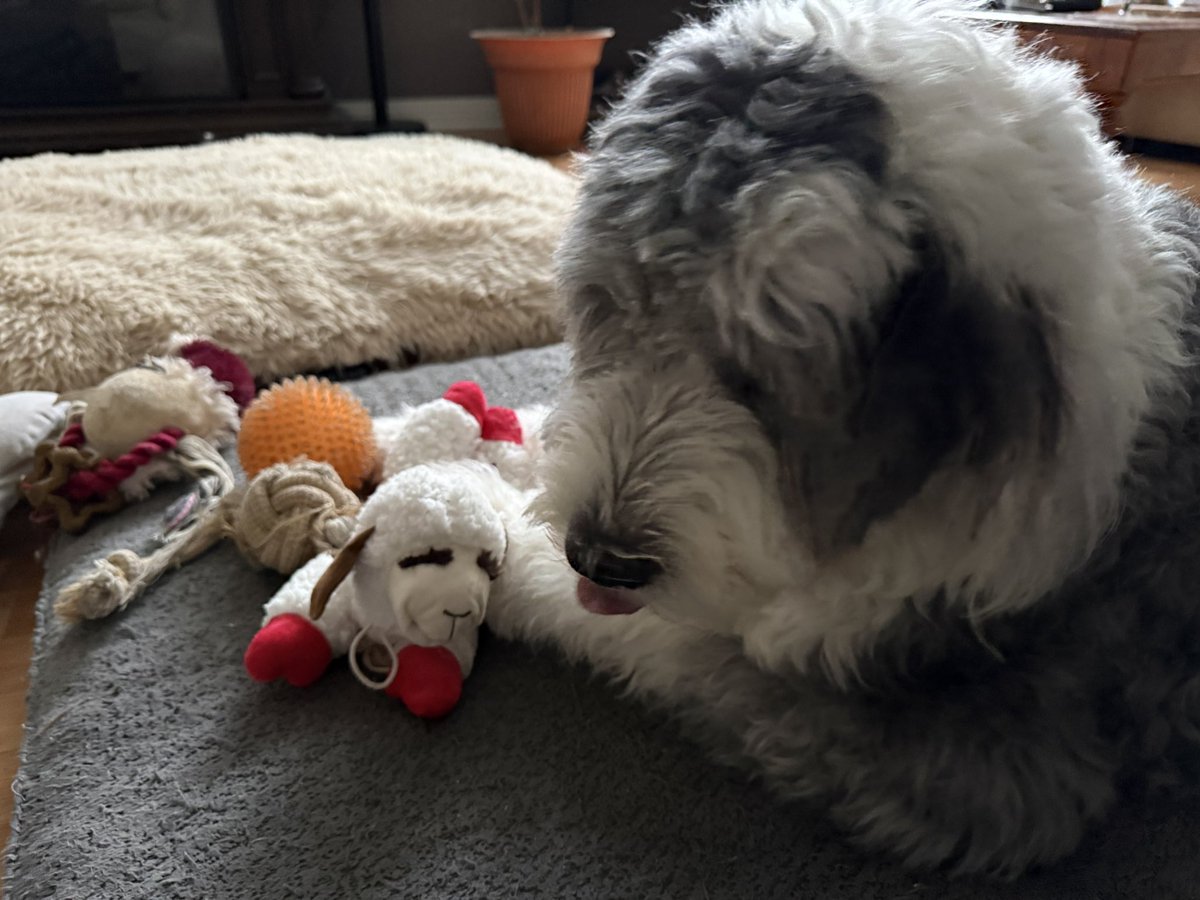 I got a lamb chop! I’m showing him how to do #TongueOutTuesday 🐾☘️🐾☘️
Cheers everyone!
🐑🐶🐾
#oes