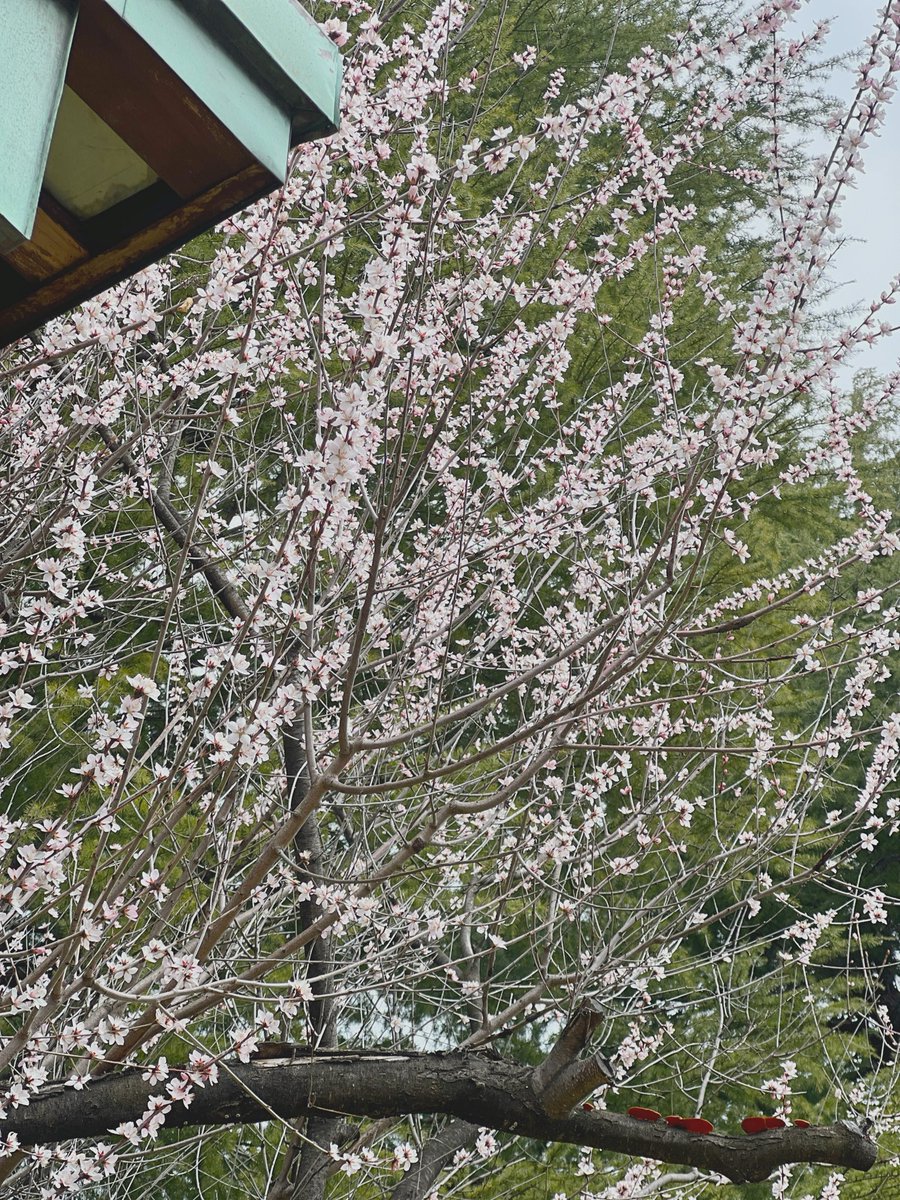 1166bp's tweet photo. 長野市立図書館のロトウザクラが咲き始めました。モノクロだった冬から彩りの春へ移っていくのは、毎年の楽しみよ...。春を満喫したいですねー。

(この春も長野でお待ちしていますよー！) https://t.co/zQUq2xbVSE