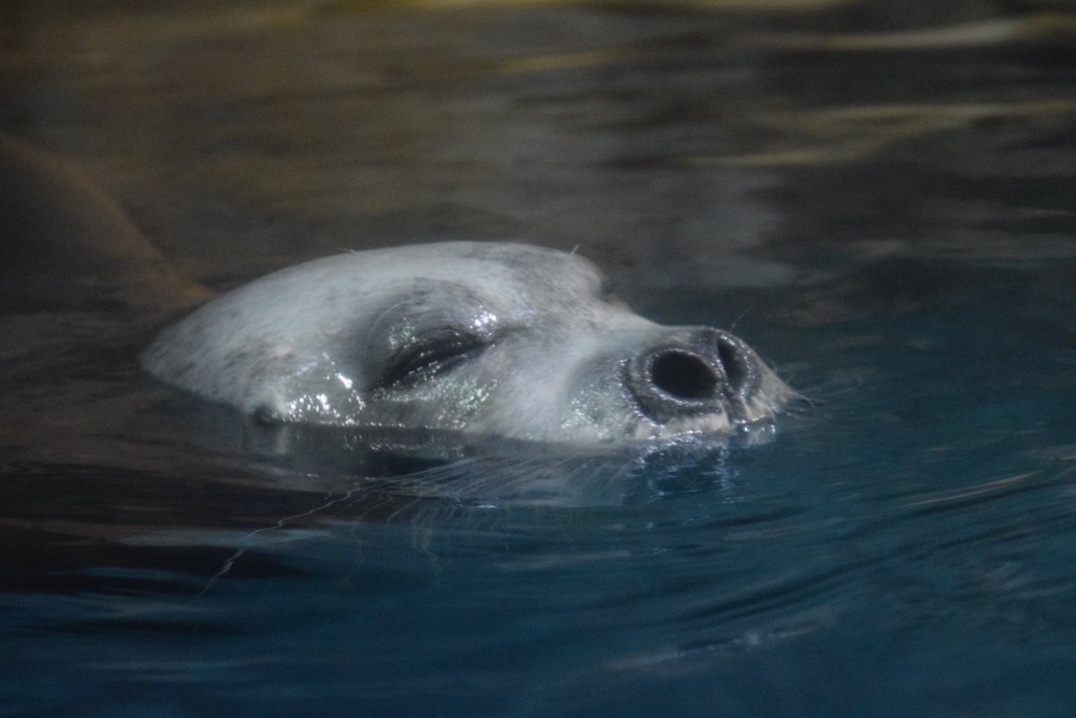 はなうち tweet media