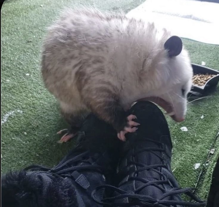 💥 Baps!☆ 💥 tweet media