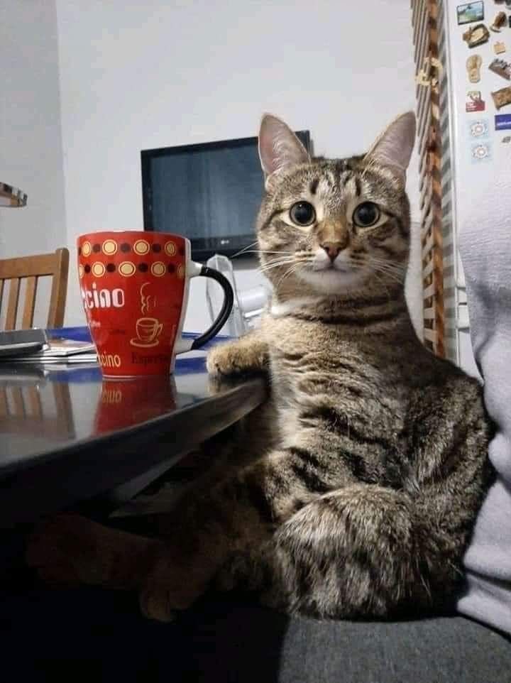 No Cats No Life tweet media