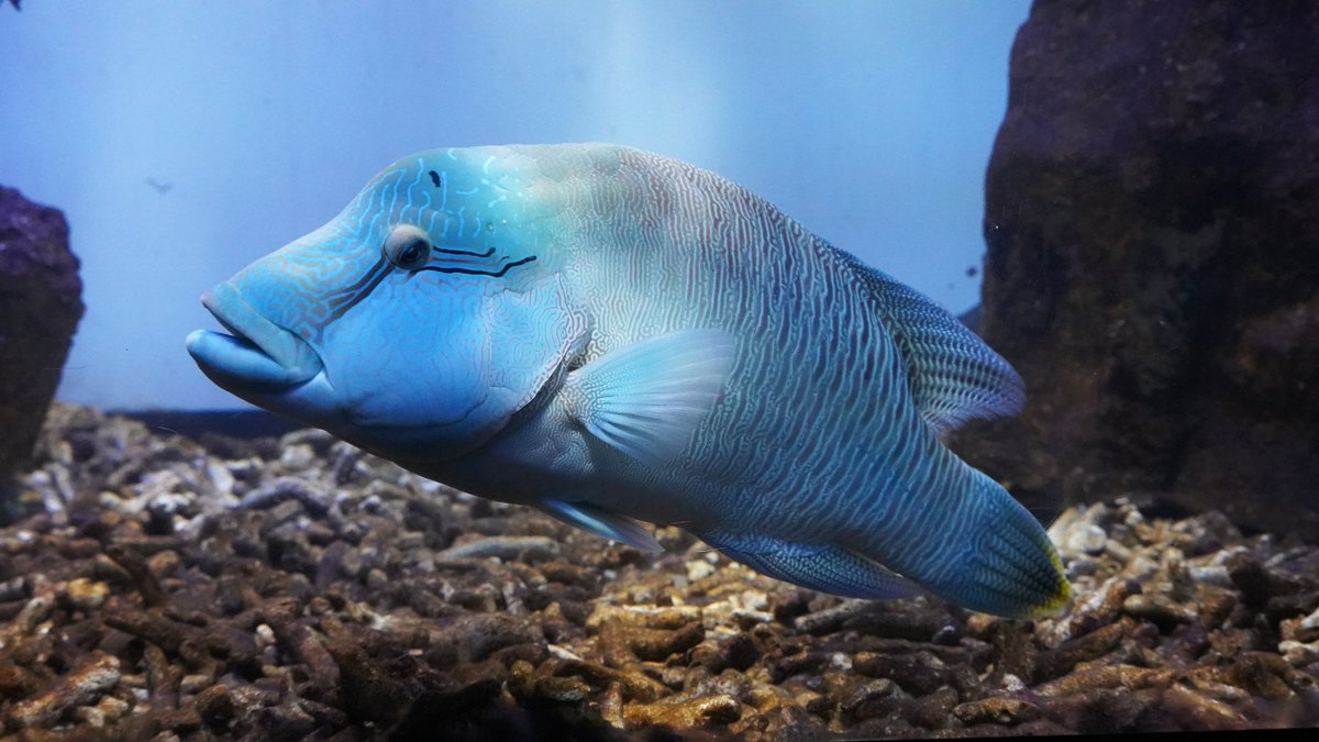 【いつ伊勢撮影こぼれ話】
大きく口を開けるメガネモチノウオ🐟（ナポレオンフィッシュ）

エサがないのに、大きく口を開けてくれました😆
が、別の魚のようフォルムになったので没に……

そのあと、何事もなかったのようにちらりと一瞥。
#いつ伊勢 #伊勢シーパラダイス #メガネモチノウオ