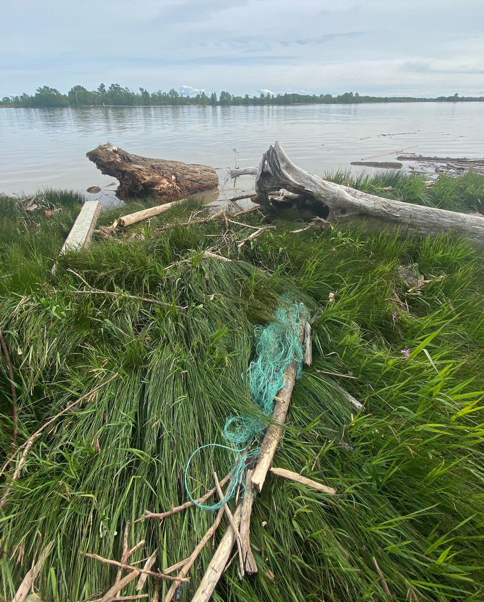 Fraser River Finds 🐟 tweet media