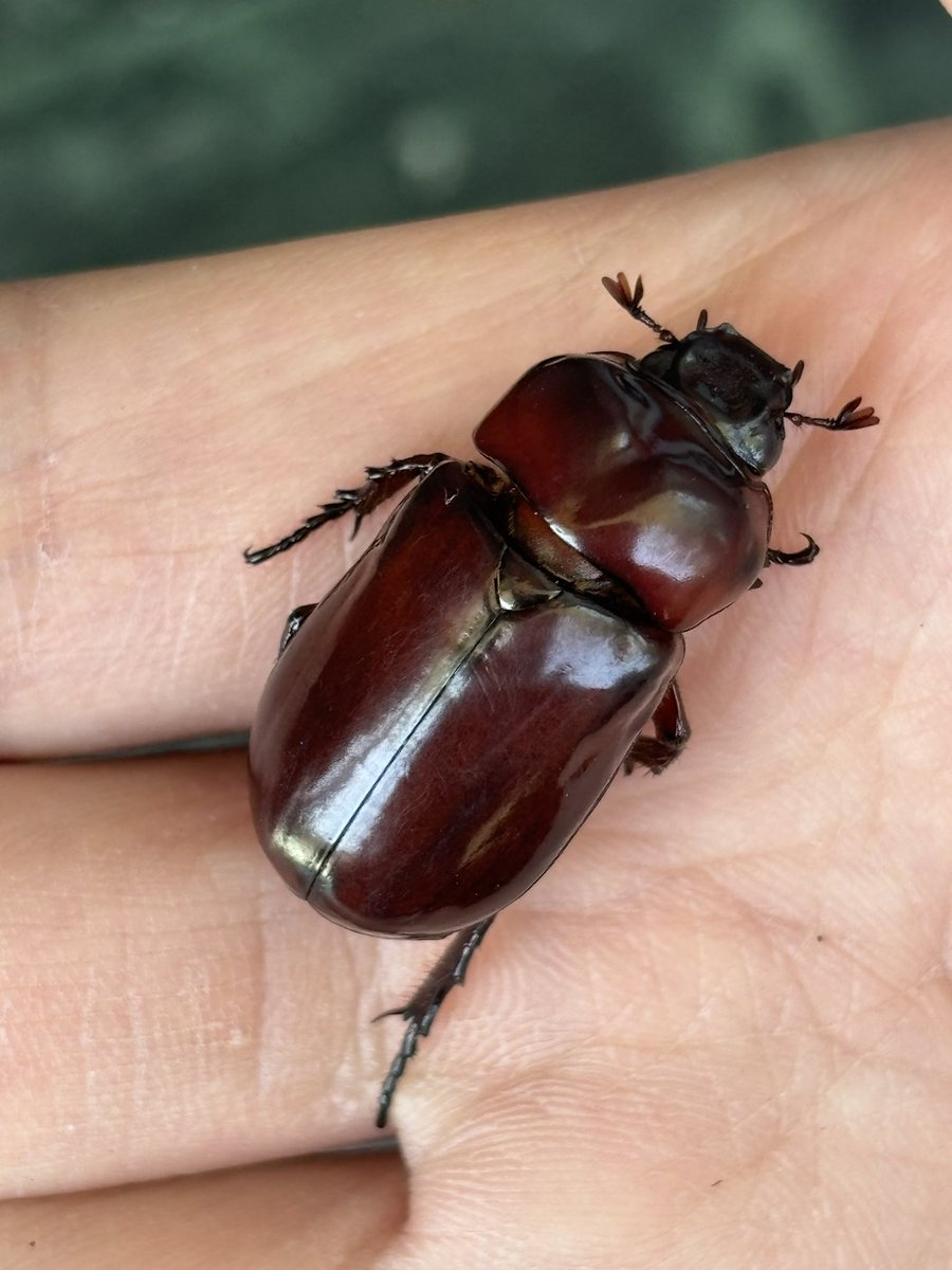 奇虫飼育者 tweet media