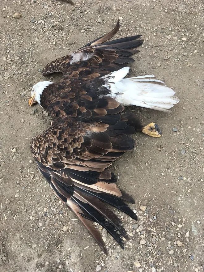 Rick Callihoo tweet media