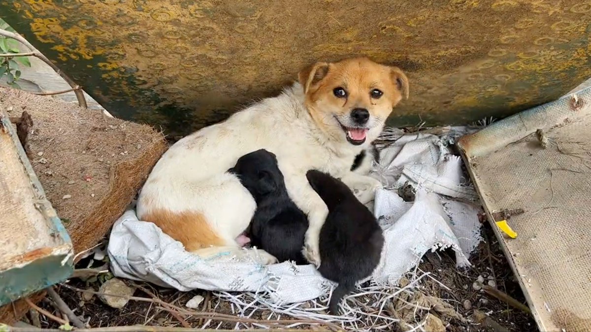 ScreamGod. tweet media