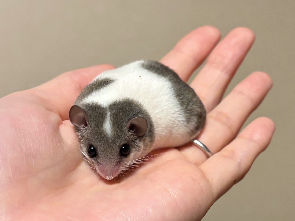 ぷち🐹🐭 tweet media