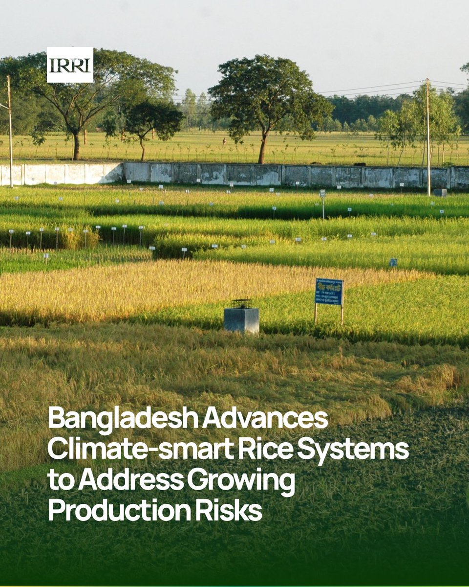 IRRI 🌾 tweet media