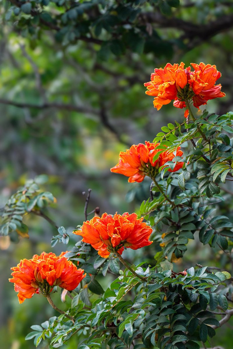 Isha Foundation tweet media