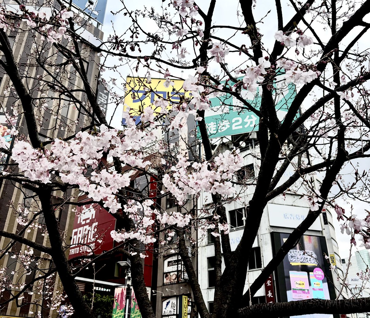 もう咲いてるのね。